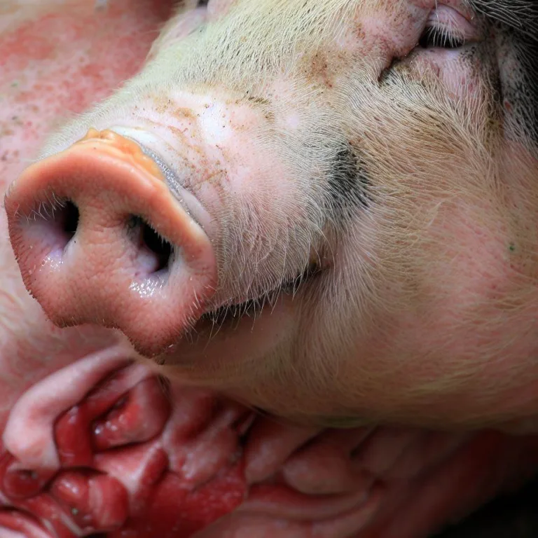 Choroby płuc świń
